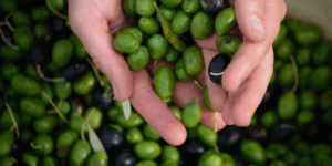 Raccolta delle Olive