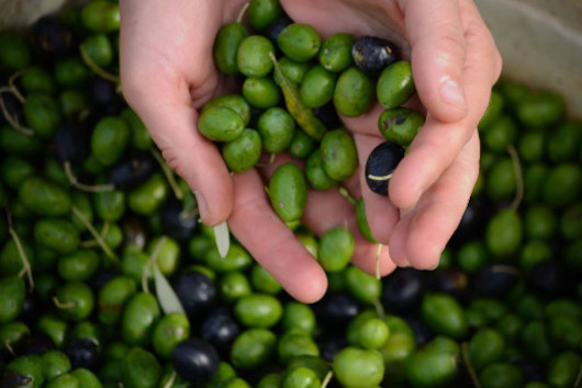 La raccolta delle olive