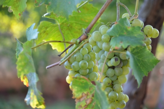 Wine cellars tour